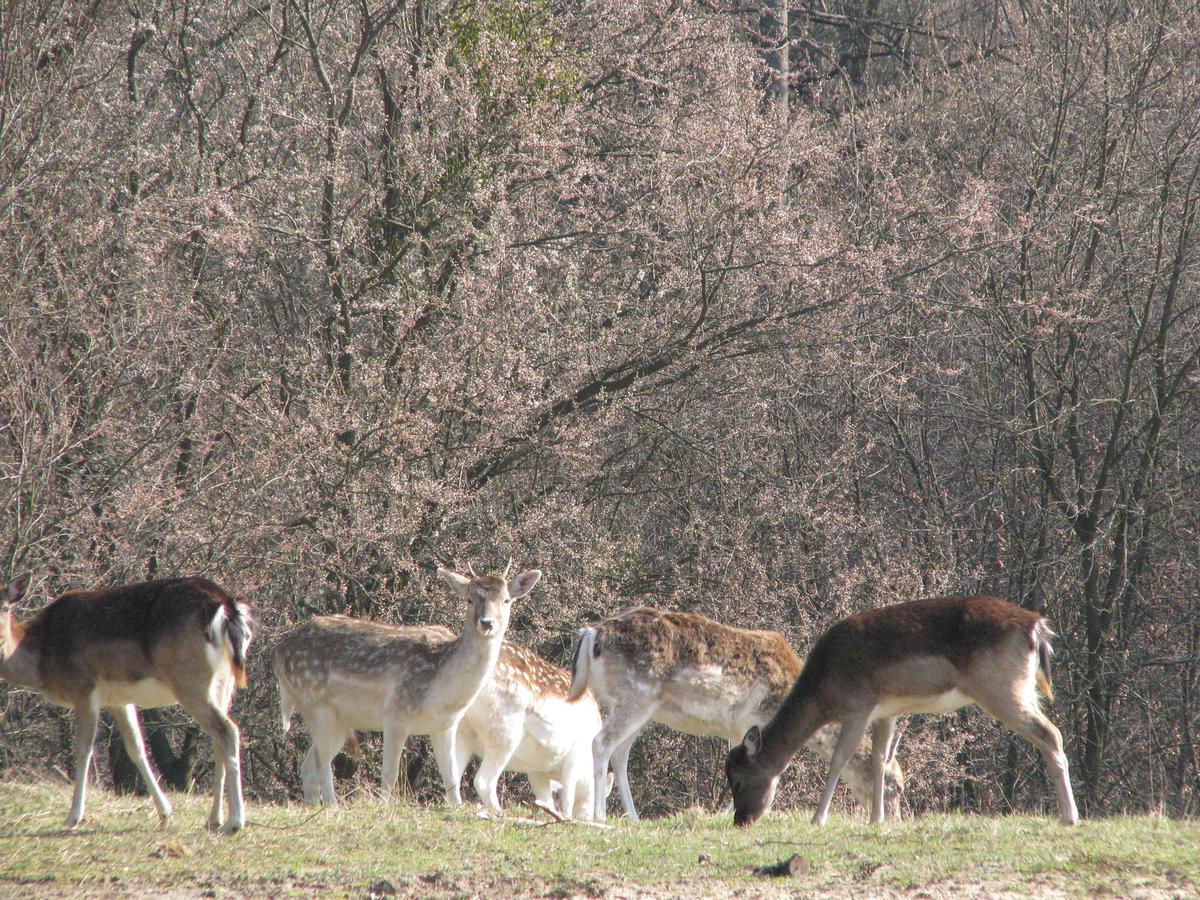 Rezydencja Nad Jeziorem Pestkownica Bagian luar foto