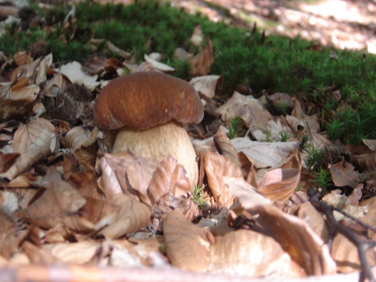 Rezydencja Nad Jeziorem Pestkownica Bagian luar foto
