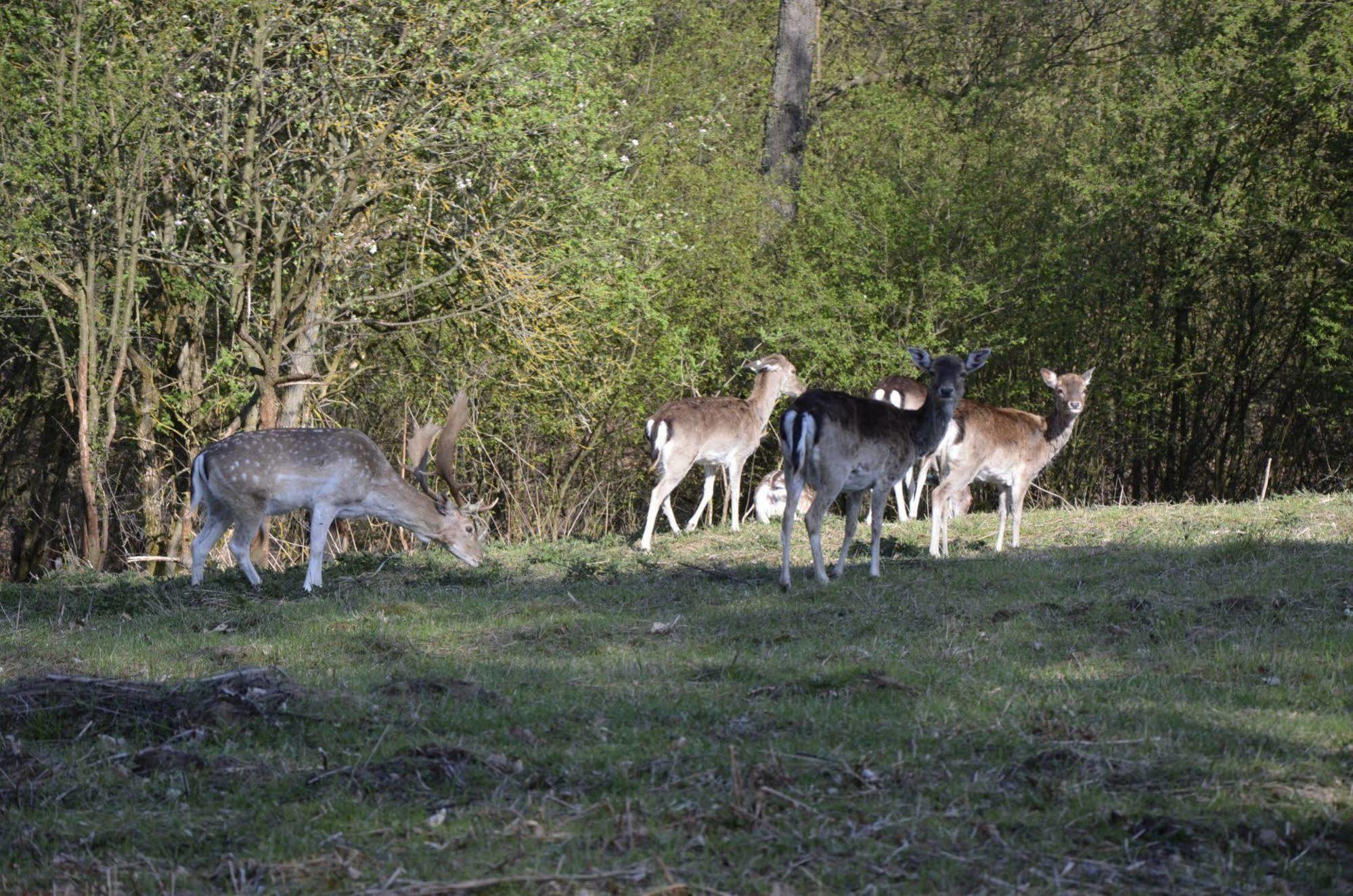 Rezydencja Nad Jeziorem Pestkownica Bagian luar foto